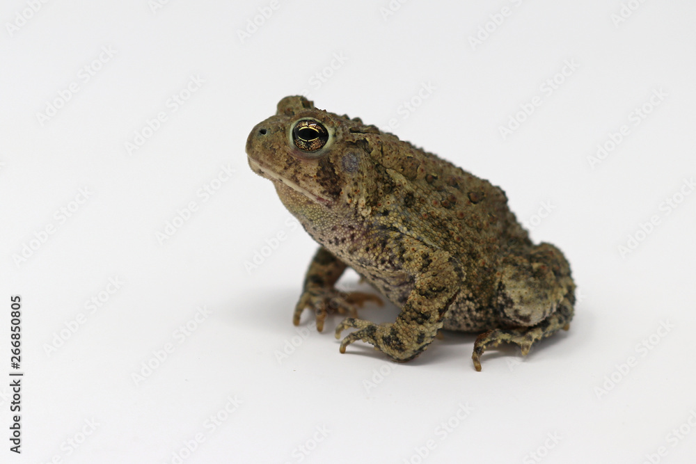 Dwarf American Toad (Anaxyrus americanus charlesmithi Dwarf American Toad (Anaxyrus americanus charlesmithi