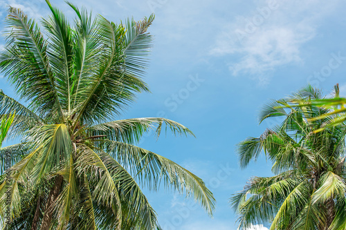  coconut palm tree in seaside, summer vacation to tropical island concept for background.