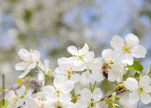 White cherry tree blossoms and green leaves on a blue sky backdrop