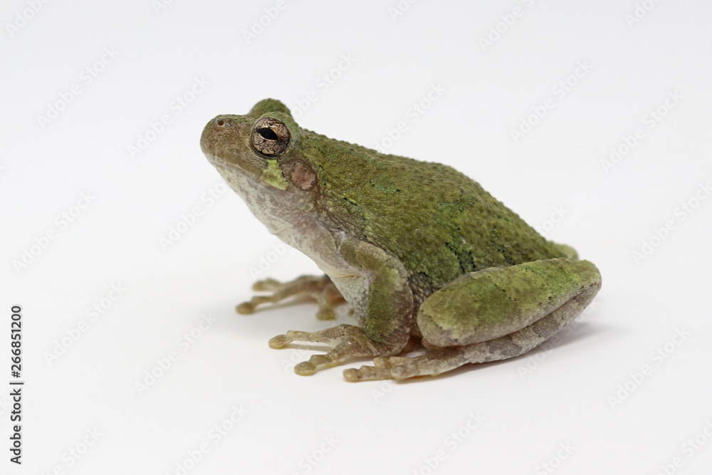 Fototapeta premium Gray Treefrog (Hyla versicolor) 