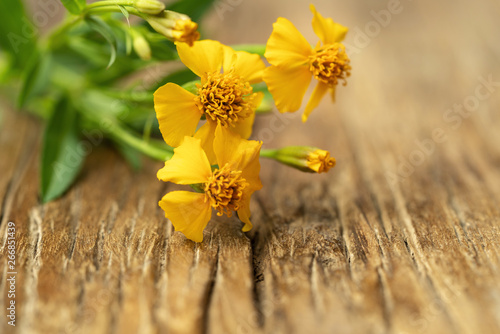 fresh Mexican tarragon flowers on  the wooden board photo