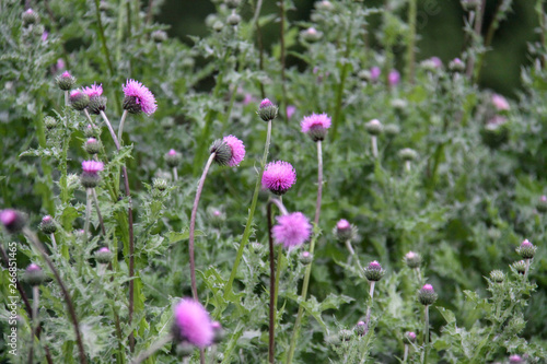 Cirsium vulgare  also known as spear thistle  bull thistle  or common thistle
