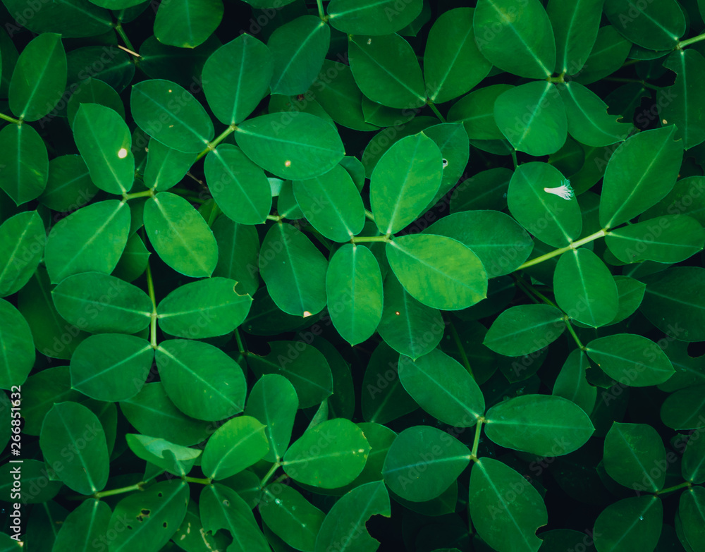 Abstract blur the green background and fresh condition Abstract blur the green background and fresh condition