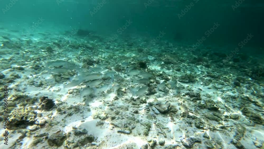 Following a school of fish along the bottom of the reef while snorkeling in shallow waters. Following a school of fish along the bottom of the reef while snorkeling in shallow waters.
