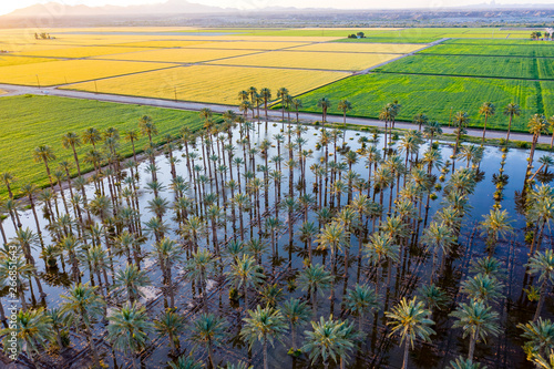 Yuma Irrigated Farmland