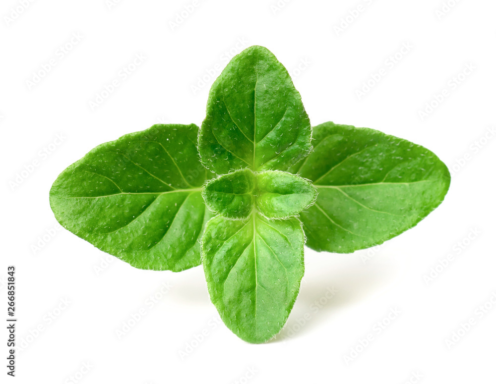 fresh oregano twig isolated on white background fresh oregano twig isolated on white background