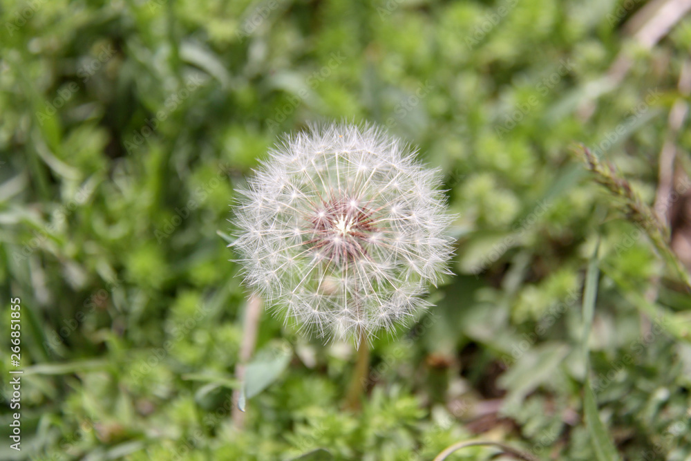 closeup of beautiful white dandelion flower in springtime closeup of beautiful white dandelion flower in springtime