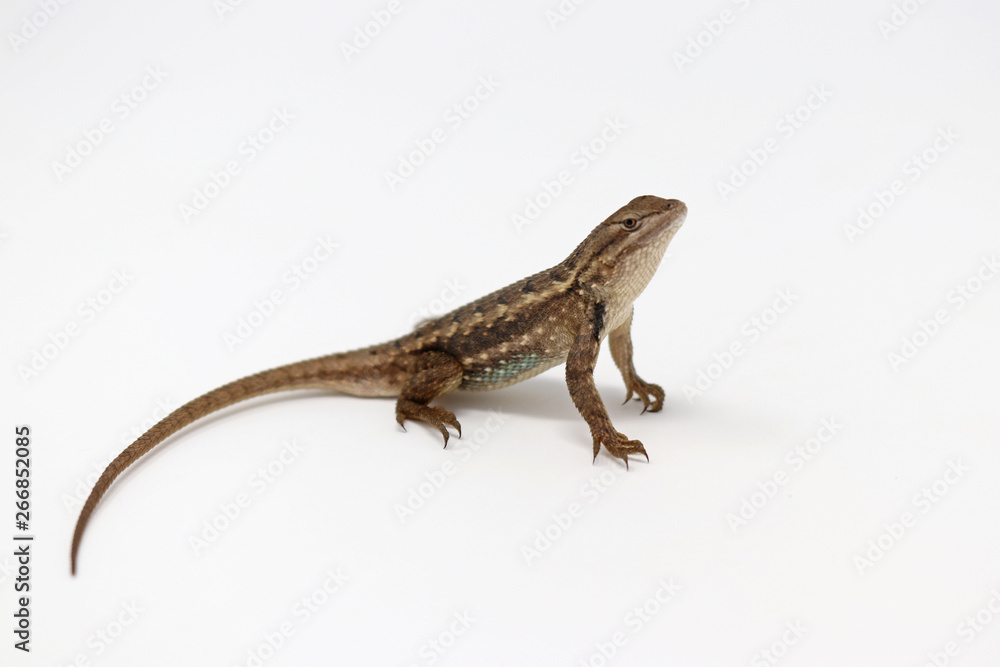 Naklejka premium Eastern Fence Lizard (Sceloporus undulatus)