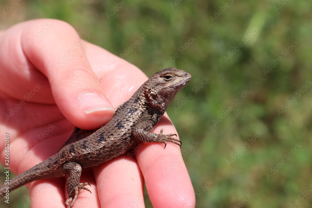 Naklejka premium Eastern Fence Lizard (Sceloporus undulatus)