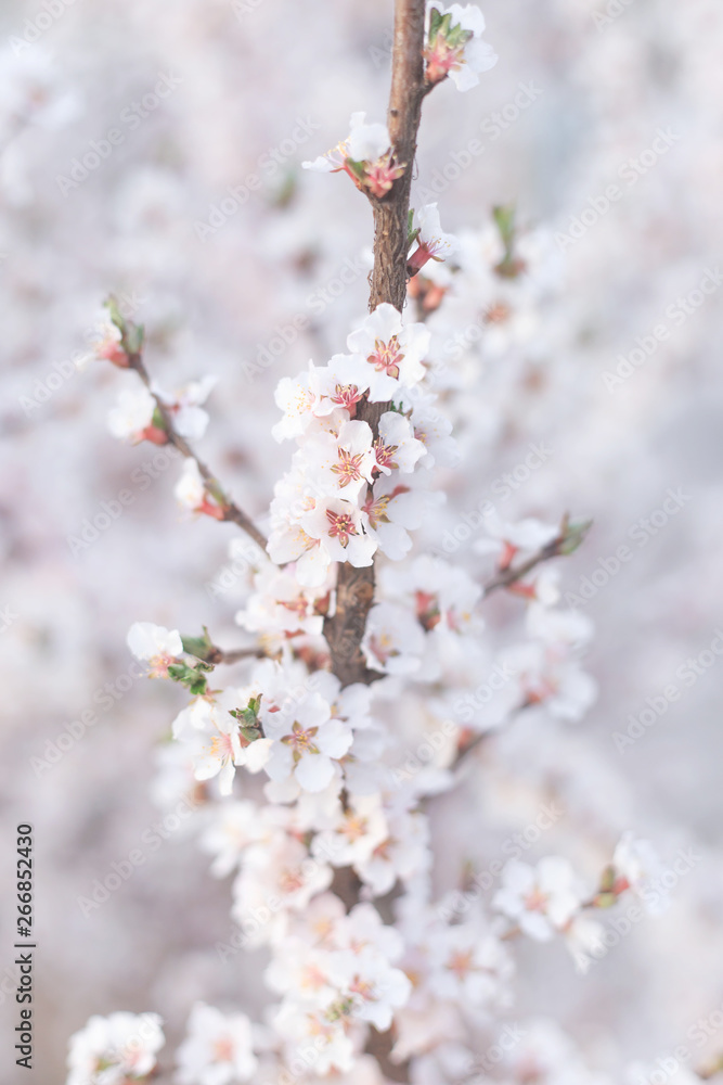 Obraz premium Peach blossom in spring