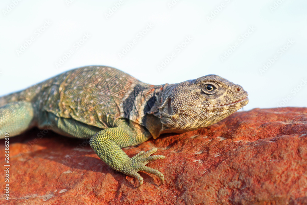 Fototapeta premium Eastern Collared Lizard (Crotaphytus collaris)