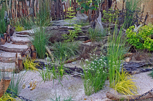 A relaxing seaside garden with 'Dichromena colorata' flowering among the grasses and reclaimed driftwood photo