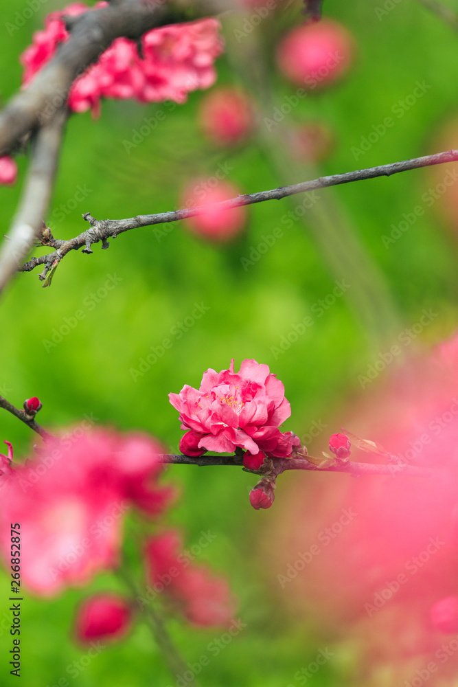 Peach blossom in spring