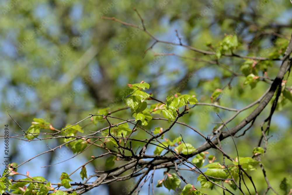 Fresh new leaves on a linden tree on a sunny spring day Fresh new leaves on a linden tree on a sunny spring day