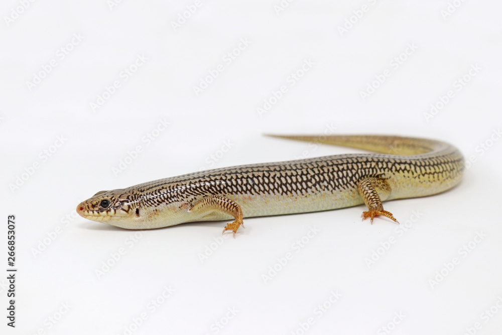 Great Plains Skink (Plestiodon obsoletus) Great Plains Skink (Plestiodon obsoletus)