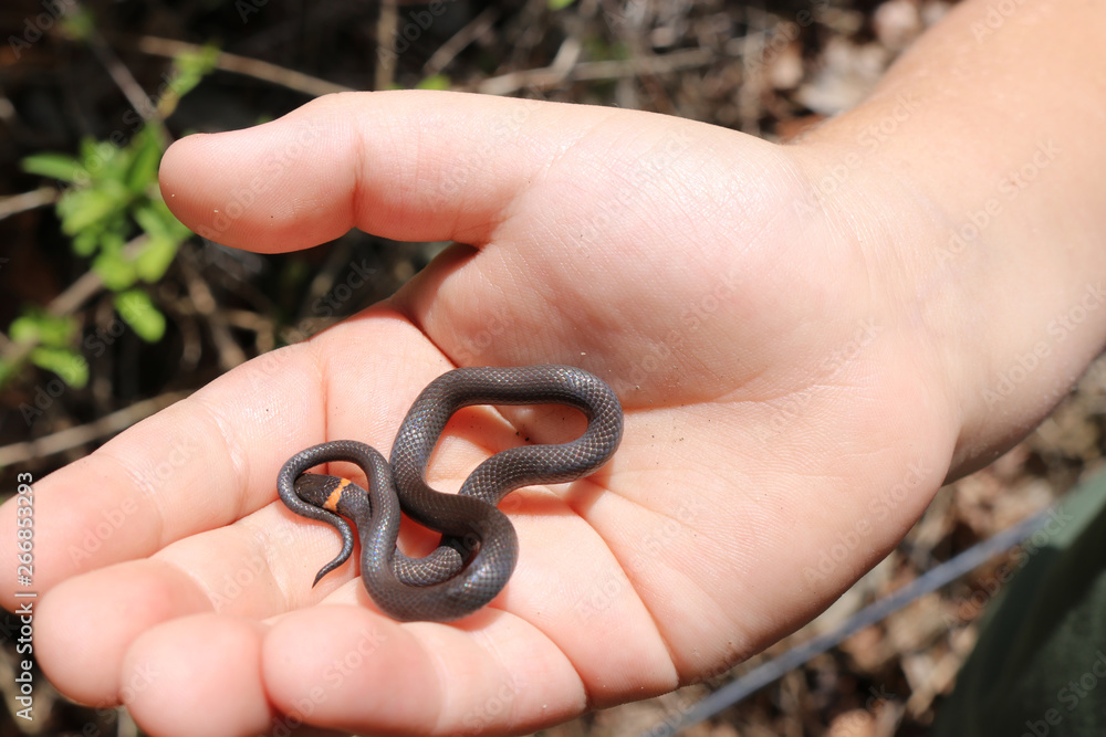 Fototapeta premium Prairie Ring-necked Snake (Diadophis punctatus arnyi)