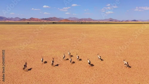 Astonishing aerial over herd of oryx antelope wildlife running fast across empty savannah and plains of Africa, near the Namib Desert, Namibia.
