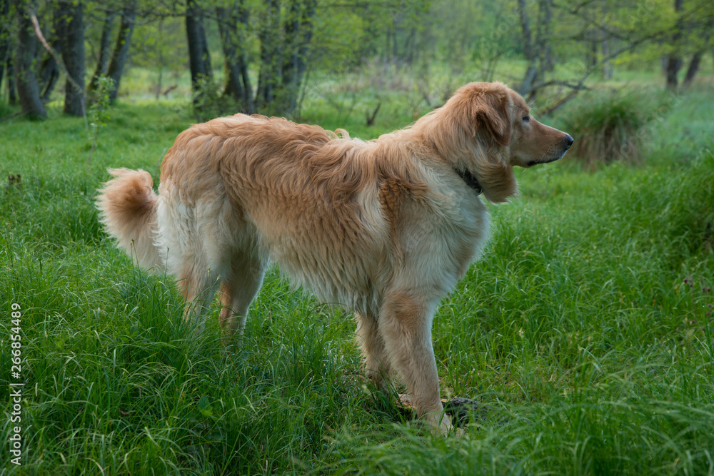 dog breed hovawart one-year-old young red-haired guard watch-dog faithful handsome enduring male dog breed hovawart one-year-old young red-haired guard watch-dog faithful handsome enduring male