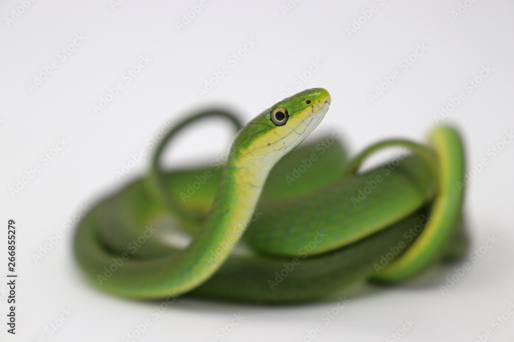 Fototapeta premium Rough Green Snake (Opheodrys aestivus)