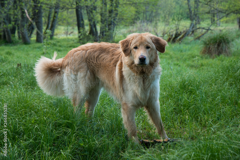 dog breed hovawart one-year-old young red-haired guard watch-dog faithful handsome enduring male