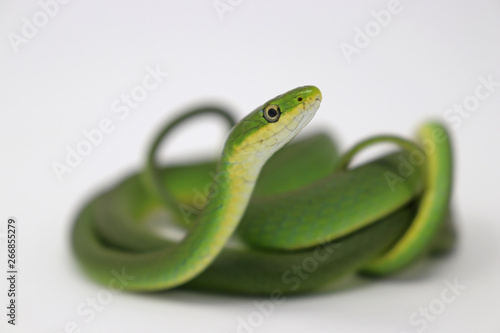 Rough Green Snake (Opheodrys aestivus)