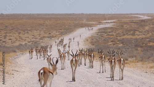 Springbok gazelle antelope walk along a dirt road and across the African savannah in Etosha National Park, Namibia.