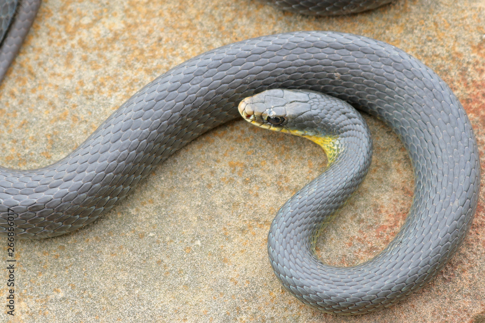 Obraz premium Eastern Yellow-bellied Racer Snake (Coluber constrictor flaviventris)