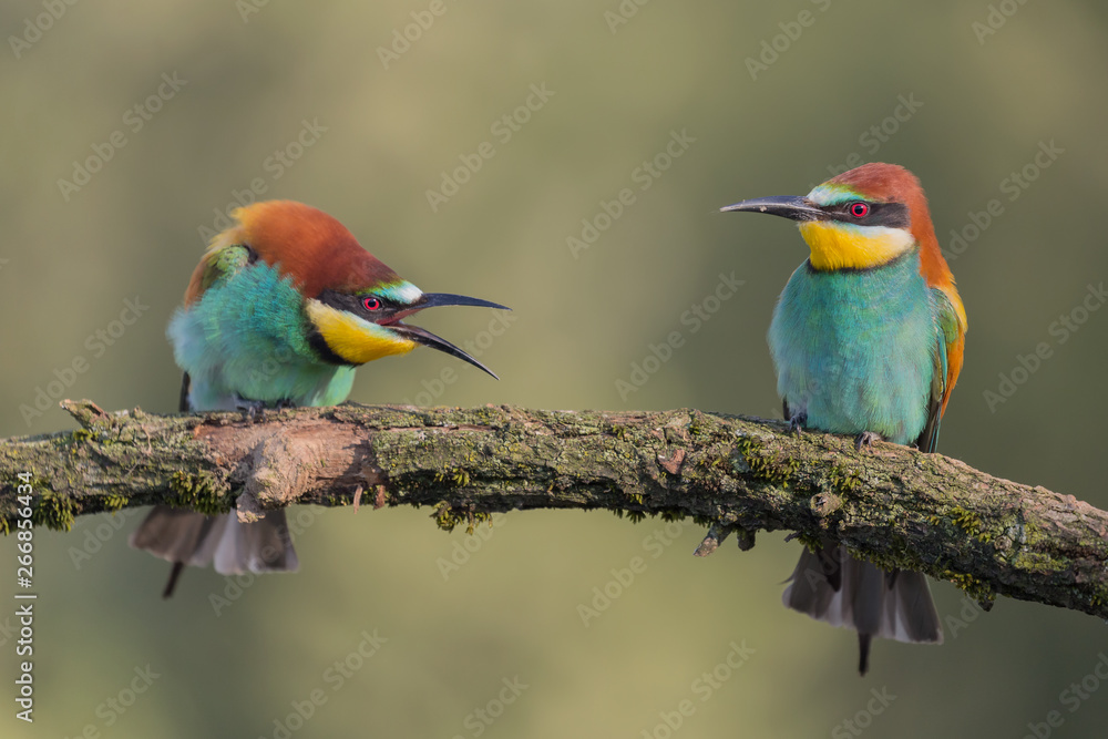 Fototapeta premium Struggle between European bee eaters (Merops apiaster)