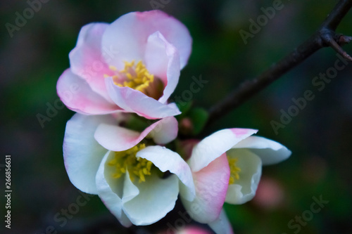 Fototapeta Naklejka Na Ścianę i Meble -  blossom[japanese_quince]_15