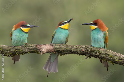 Portrait of three bee eaters (Merops apiaster)