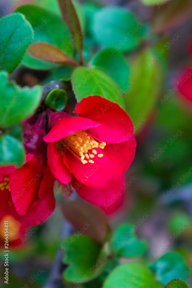 Obraz premium blossom[japanese_quince]_28