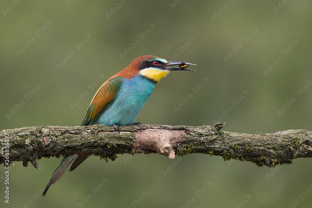 Obraz premium Closeup of European bee eater with wasp in beak (Merops apiaster)