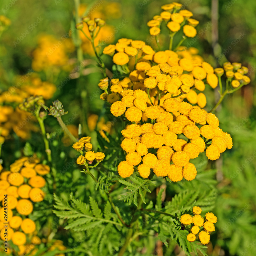 Blühender Rainfarn, Tanacetum vulgare Blühender Rainfarn, Tanacetum vulgare