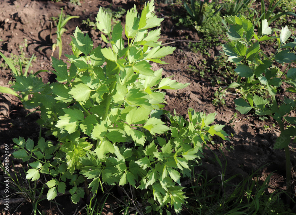 Leaves of fresh Lovage plant growing in the garden. Levisticum officinale is a powerful plant of the Apiaceae family, which is used mainly in gastronomy. Medicinal plants, herbs in the nature. Leaves of fresh Lovage plant growing in the garden. Levisticum officinale is a powerful plant of the Apiaceae family, which is used mainly in gastronomy. Medicinal plants, herbs in the nature.