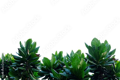 Tropical tree with leaves branches growing in botanical garden on white isolated background for green foliage backdrop 