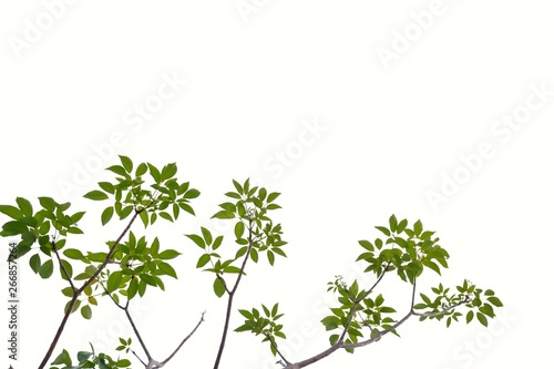 Fototapeta Naklejka Na Ścianę i Meble -  A beautiful branches of tropical tree with leaves on white isolated background for green foliage backdrop 