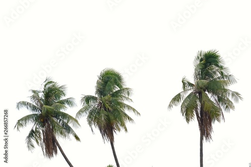 A row of tall coconut tree trunks with wind blowing on white isolated background for green foliage backdrop 