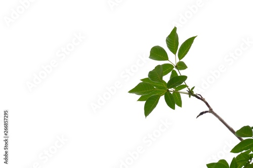 A twig of tropical tree leaves on white isolated background for green foliage backdrop 