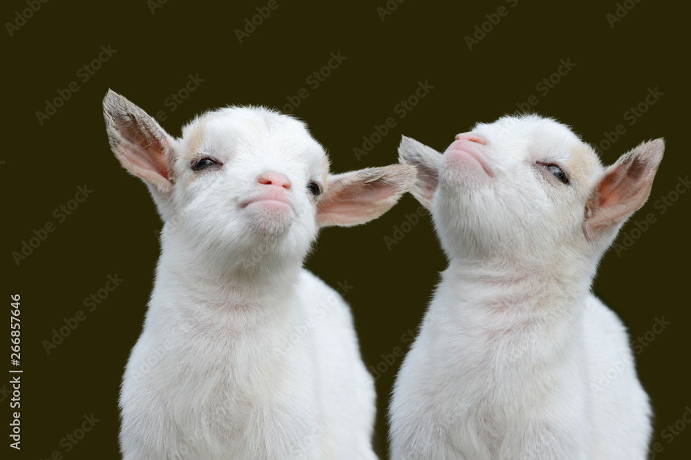 two cute white goat kids two cute white goat kids