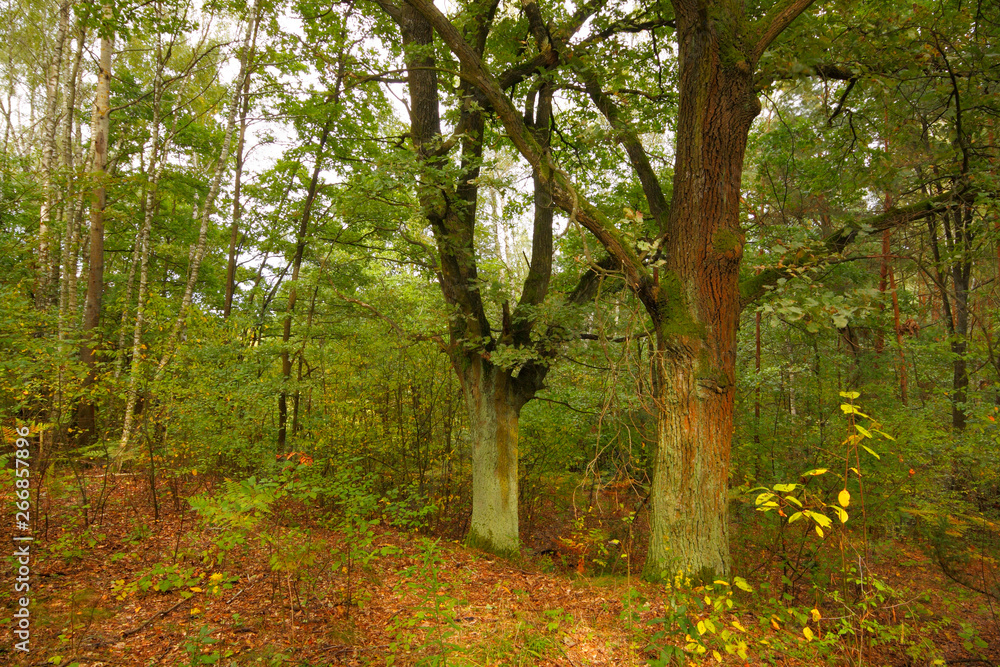 Two oaks in forest at late summer Two oaks in forest at late summer