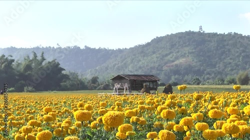 sunset over field