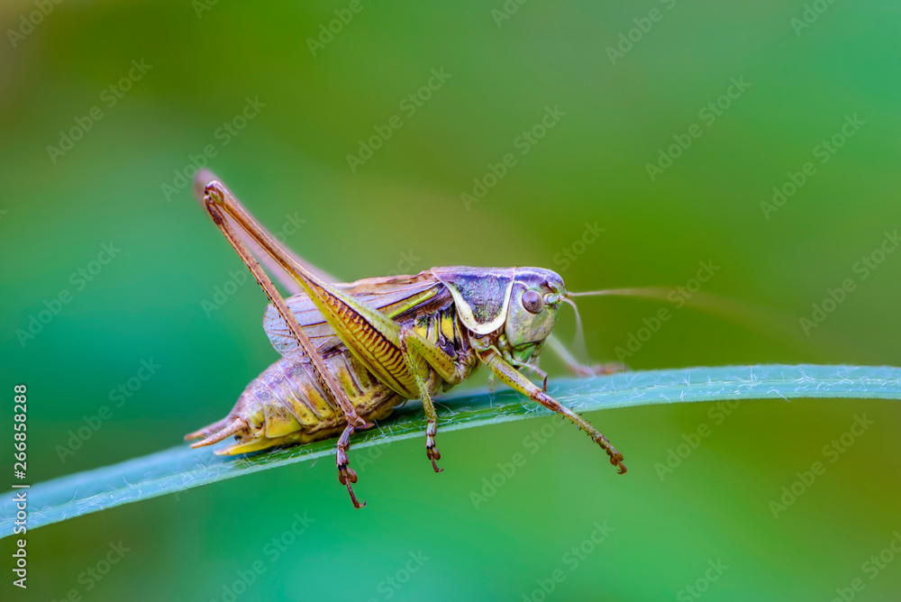 Fototapeta premium Young grasshopper sits on a narrow sheet