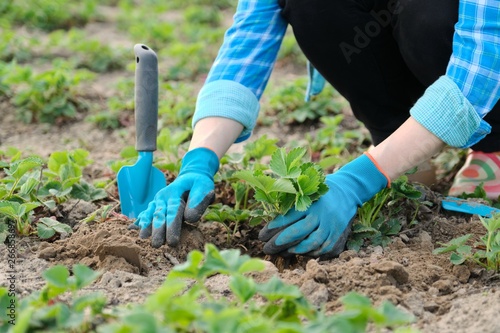 Spring garden, hands of woman in gloves with garden tools plant strawberry bushes in soil
