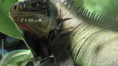 Iguana sits in tree, skin shred, new skin photo