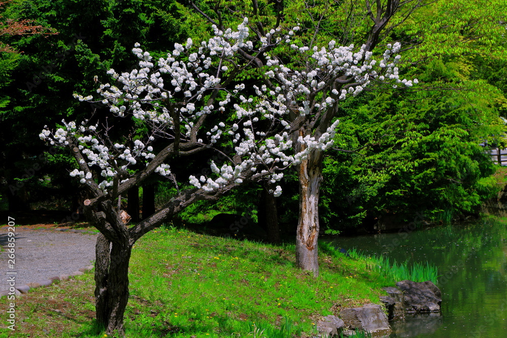 札幌中島公園の白梅の咲く風景
