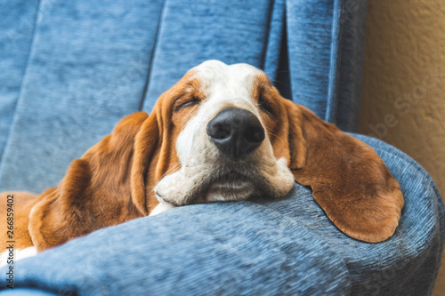 Sleeping Basset Hound white and brown on sofa
