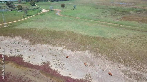 Aerial shot of a few cows grazing near in the drought marshes of Cadiz in Spain.