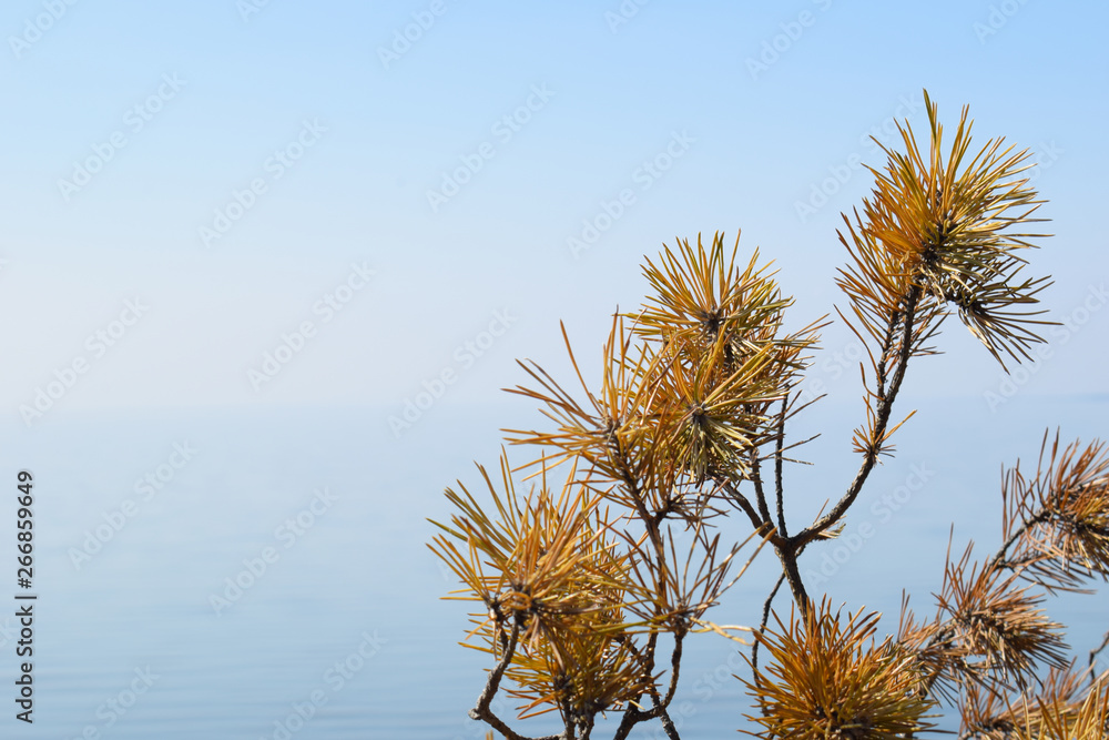 Fototapeta premium Dried branch of fir-tree and cone on a blue sky and water background close up. Nature background.