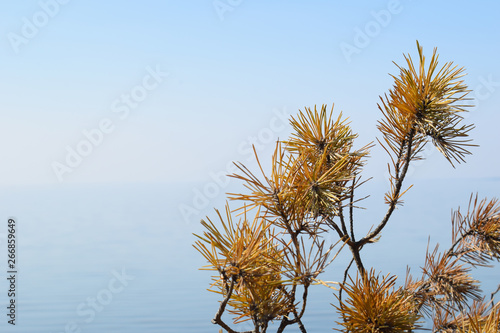 Dried branch of fir-tree and cone on a blue sky and water background close up. Nature background.