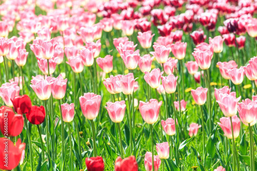 Elegant and noble tulips